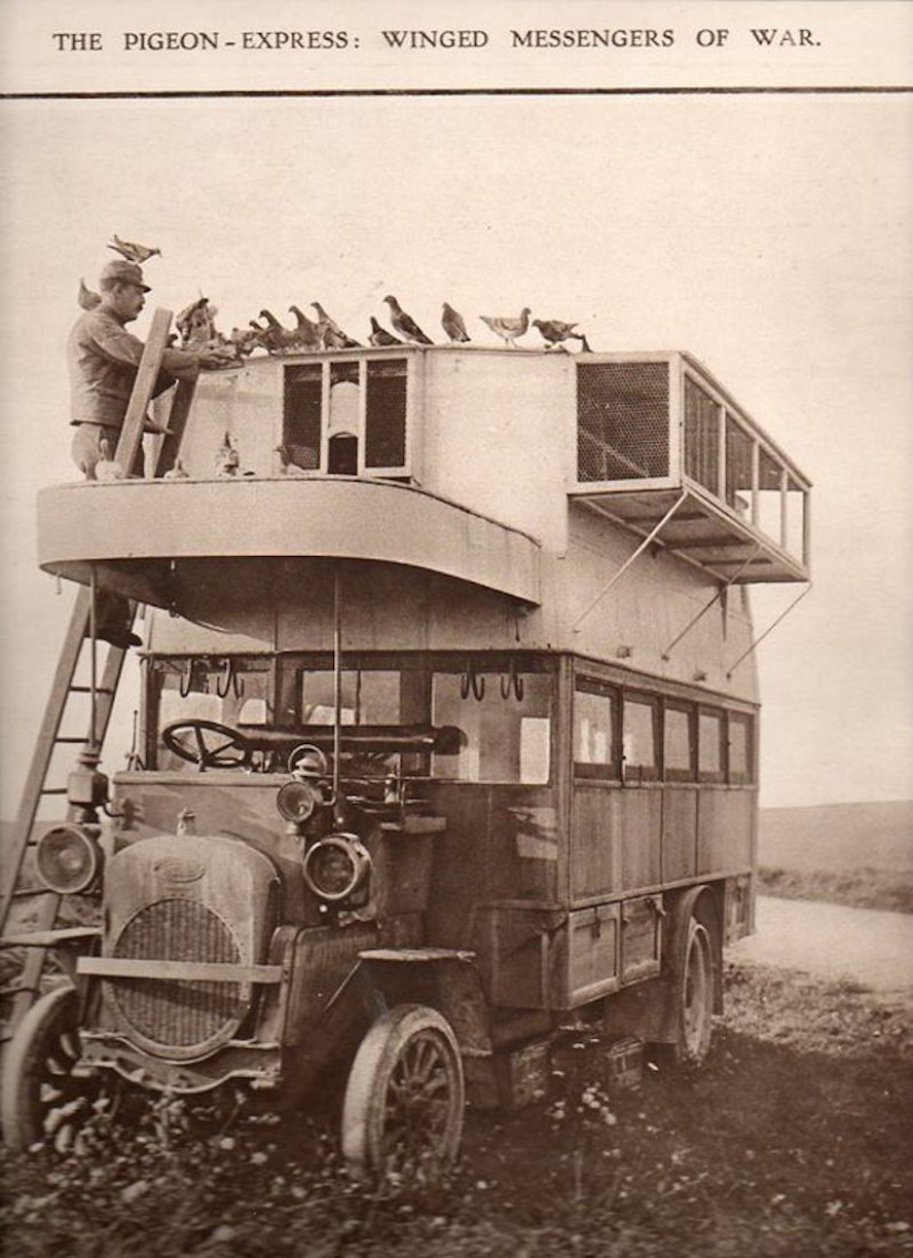 Palomas en uniforme: qué papel jugaron las aves en la Primera Guerra Mundial y qué tienen que ver los autobuses de dos pisos con eso