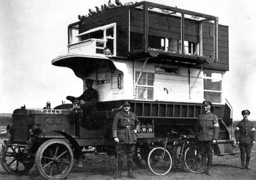 Palomas en uniforme: qué papel jugaron las aves en la Primera Guerra Mundial y qué tienen que ver los autobuses de dos pisos con eso