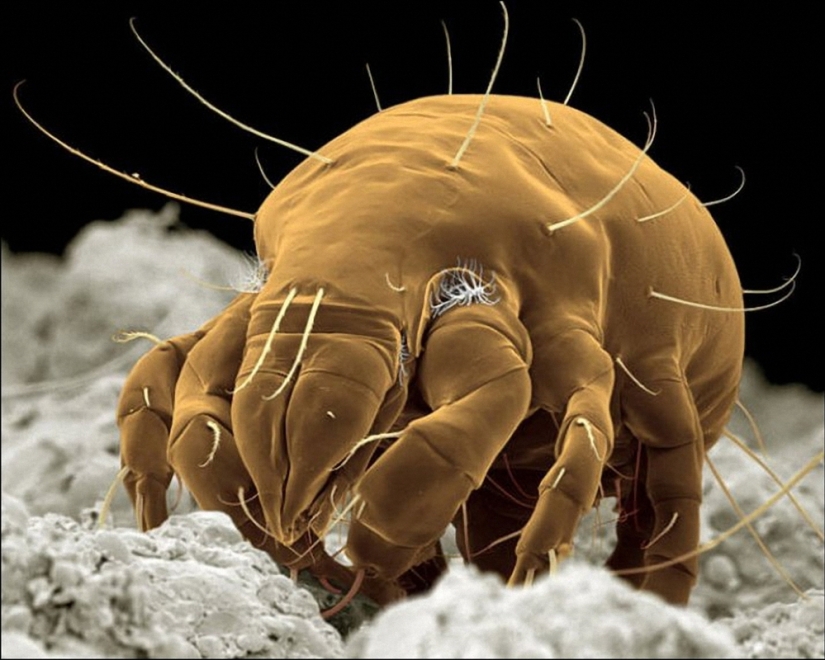 Parasites that live in and near your bed