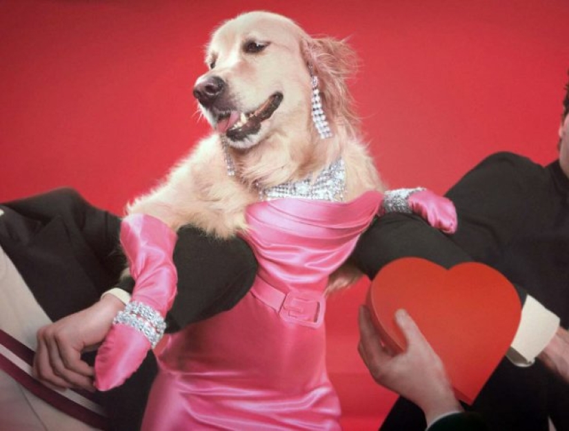 Parodias de Perros Fotos Icónicas de Madonna