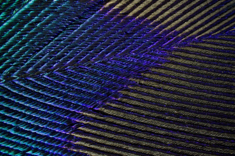 Peacock feathers under the microscope - Pictolic