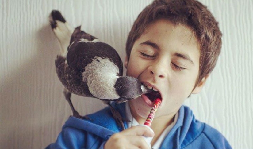 Penguin es una urraca doméstica inteligente a la que le gusta acostarse en la cama y ayuda a los niños a cepillarse los dientes