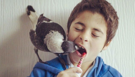 Penguin es una urraca doméstica inteligente a la que le gusta acostarse en la cama y ayuda a los niños a cepillarse los dientes