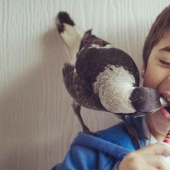 Penguin is a smart domestic magpie who likes to lie in bed and helps children brush their teeth