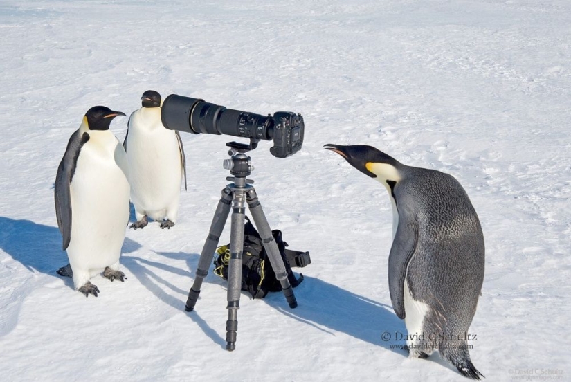 Penguins are swallows that ate after six