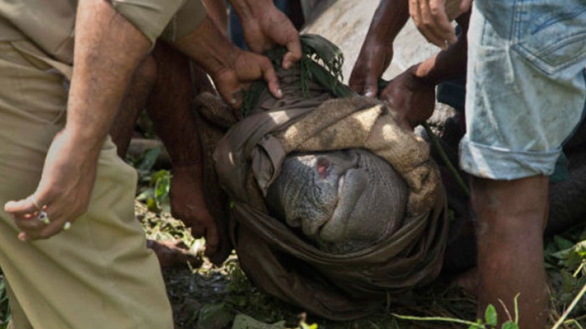 People are being killed in an Indian park to save rhinos