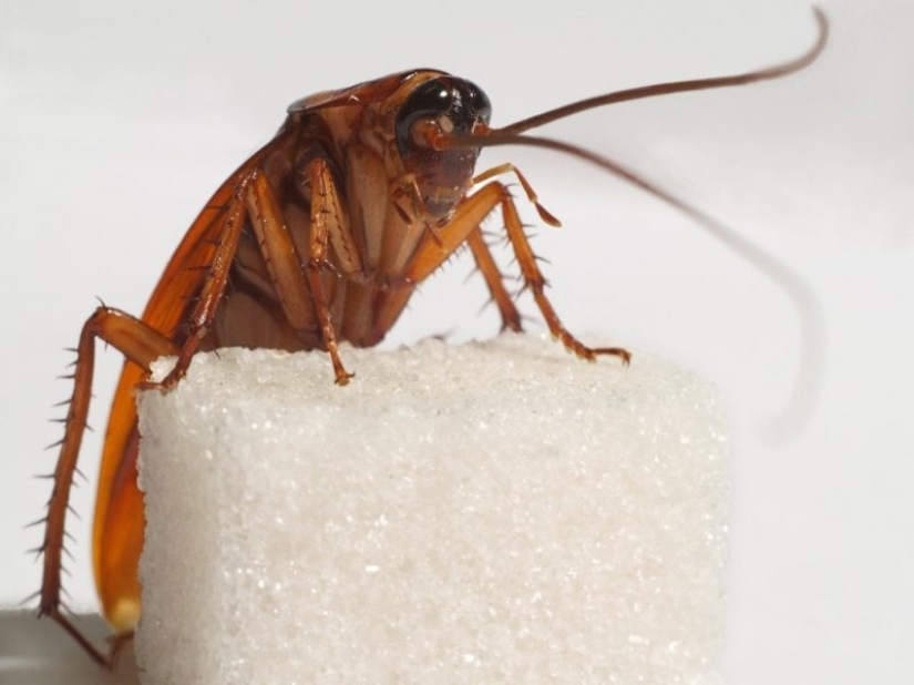 Perhaps the most unpleasant, but interesting facts about cockroaches
