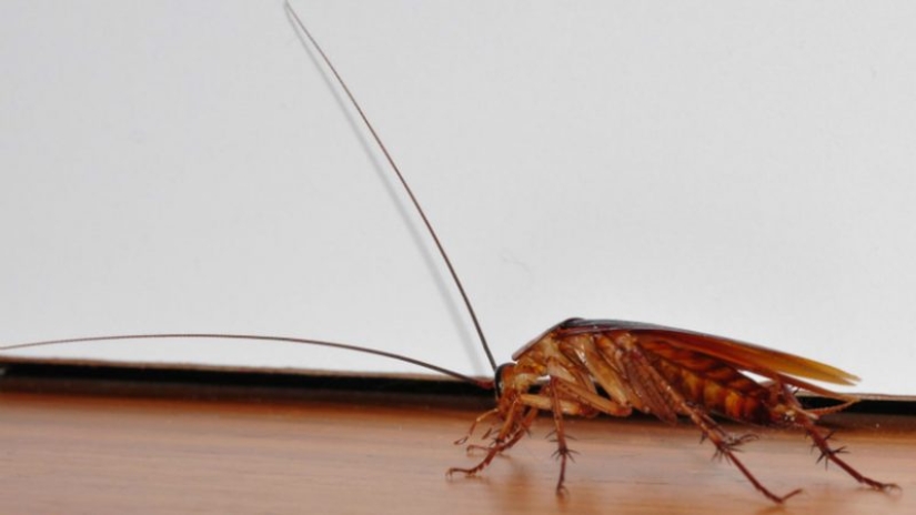 Perhaps the most unpleasant, but interesting facts about cockroaches