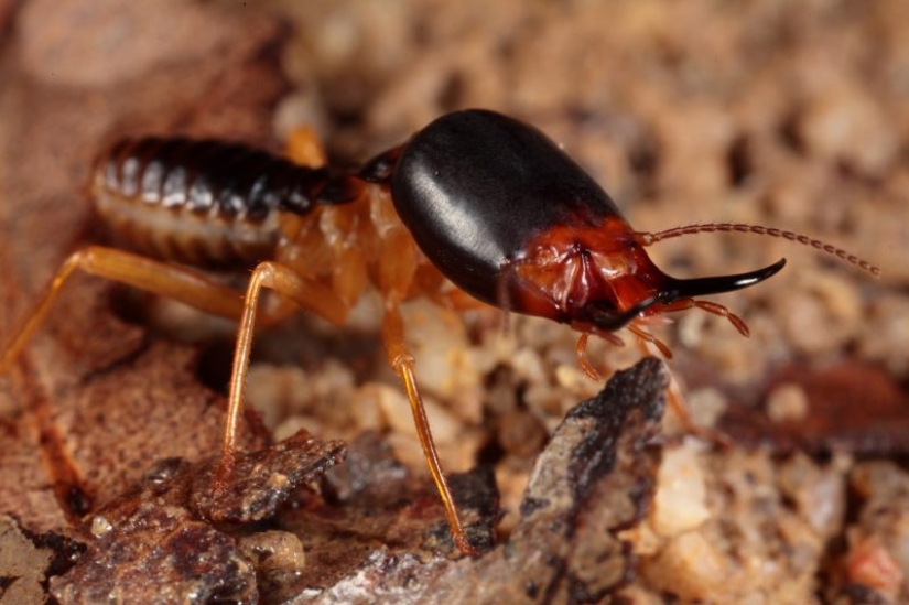 Perhaps the most unpleasant, but interesting facts about cockroaches