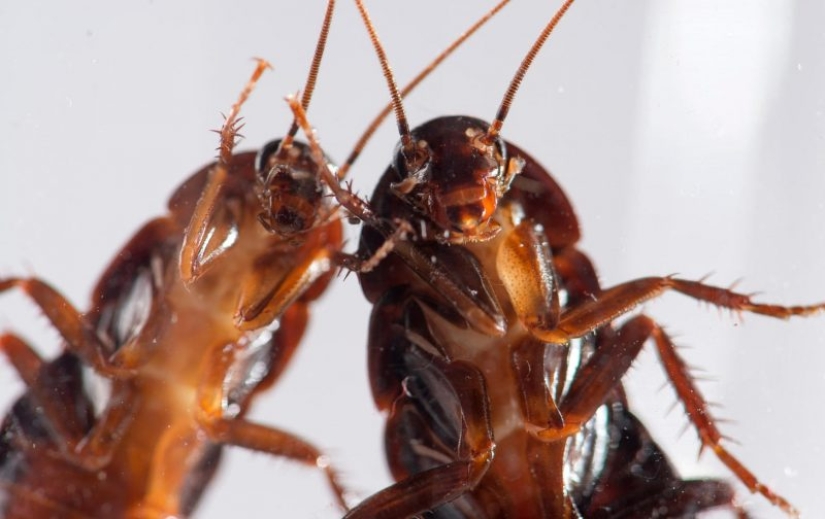 Perhaps the most unpleasant, but interesting facts about cockroaches