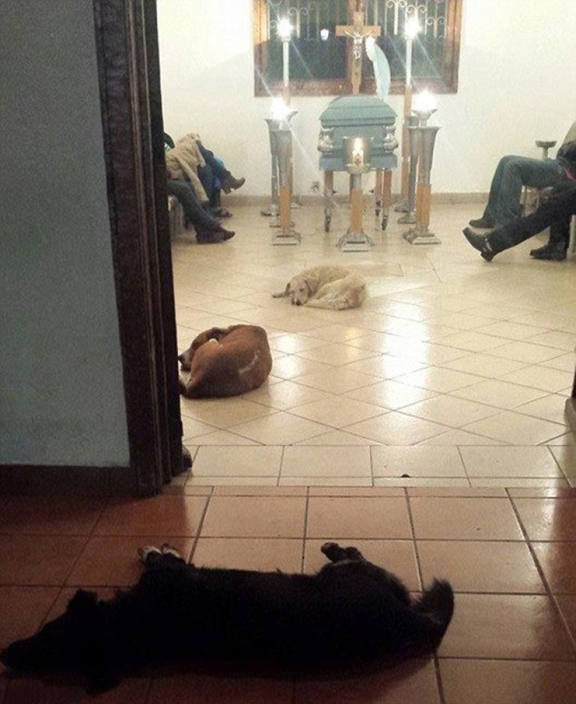 Perros callejeros acudieron al funeral de la mujer que los alimentó para despedirse del difunto