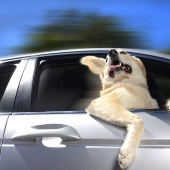 Perros en coches