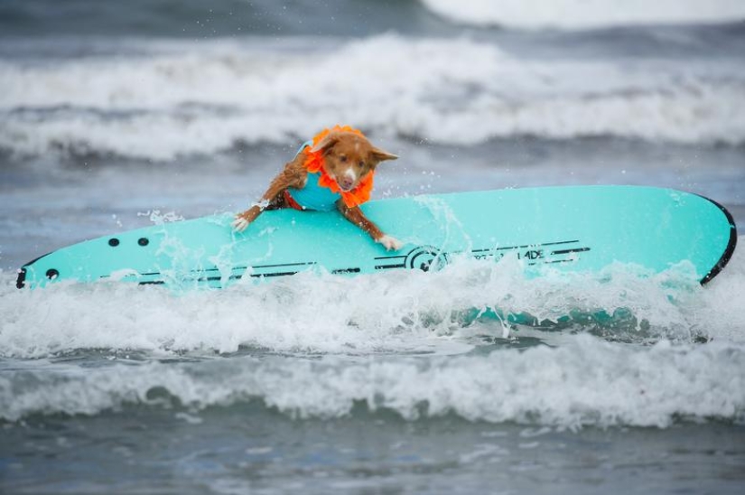 Perros valientes surfistas