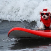 Perros valientes surfistas