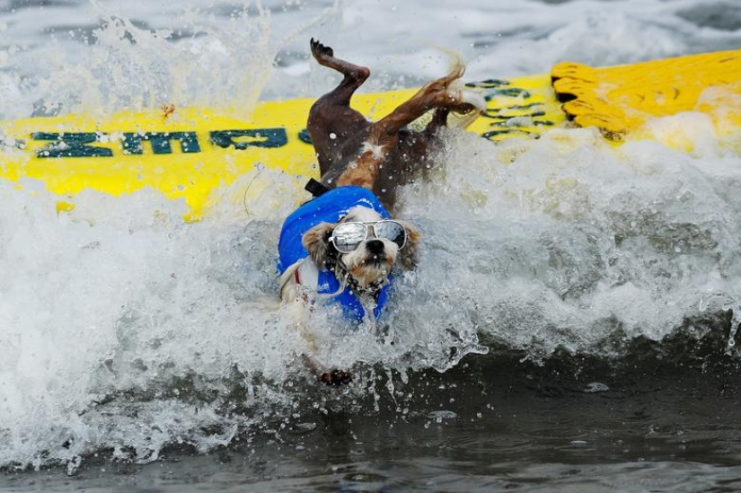 Perros valientes surfistas