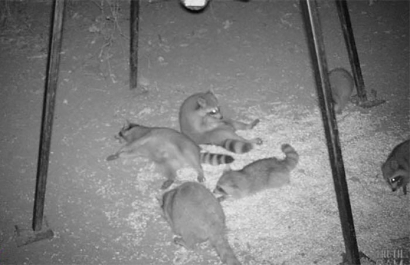 Personal life of raccoons: paparazzi with a hidden camera do not give rest to forest animals