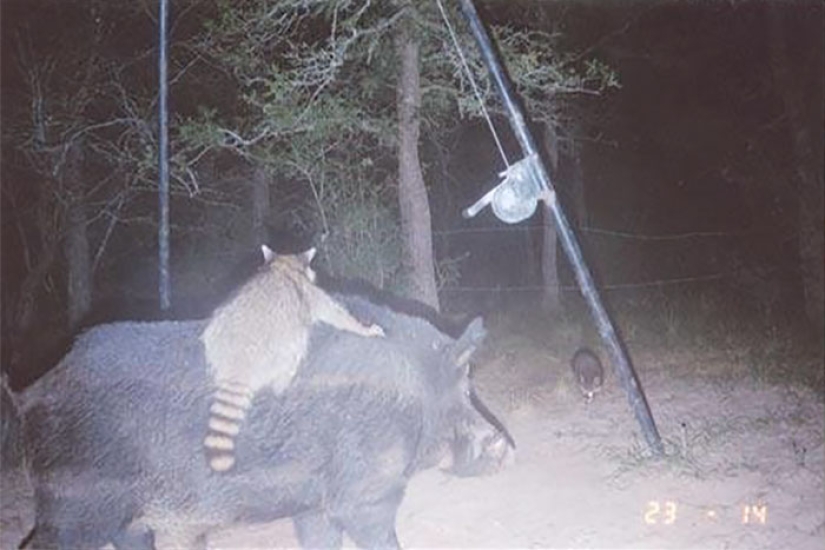Personal life of raccoons: paparazzi with a hidden camera do not give rest to forest animals