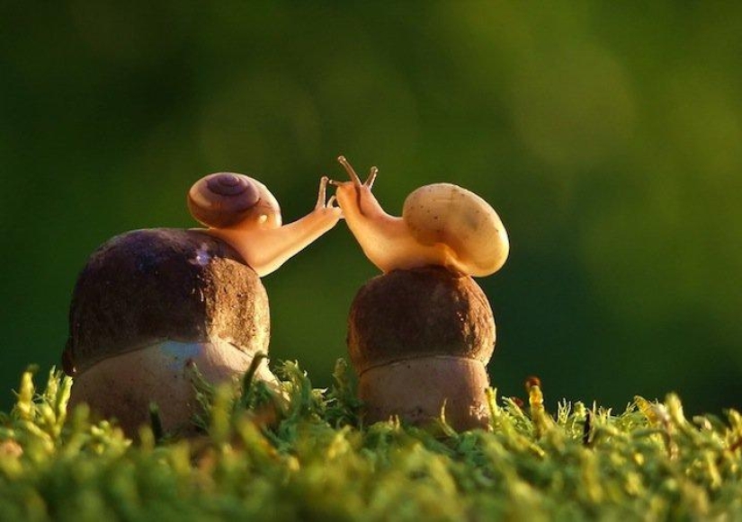 Personal life of snails