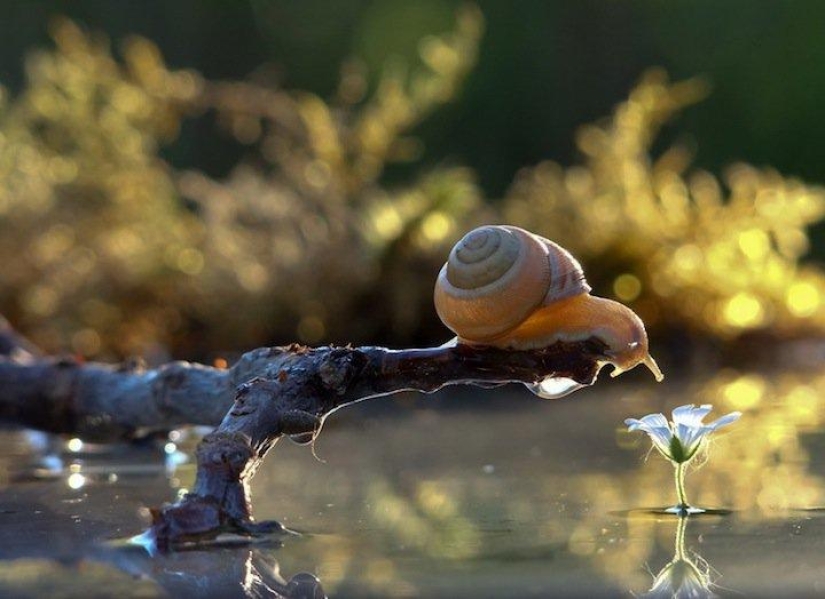 Personal life of snails
