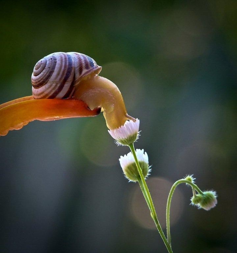 Personal life of snails