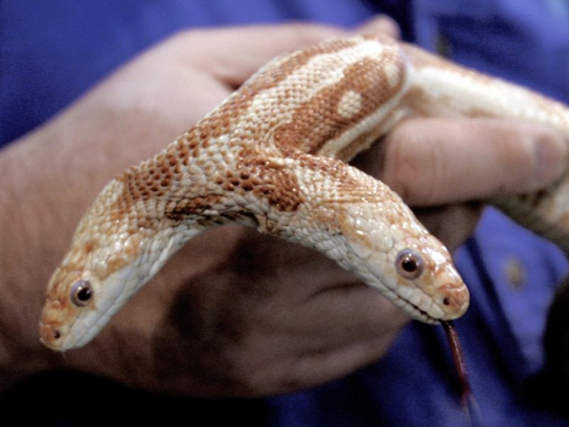 Personalidad dividida: una serpiente con dos cabezas en competencia fue encontrada en los Estados Unidos