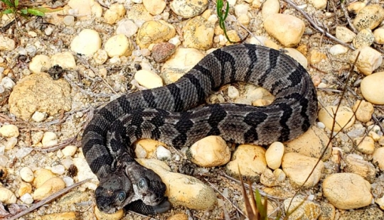 Personalidad dividida: una serpiente con dos cabezas en competencia fue encontrada en los Estados Unidos