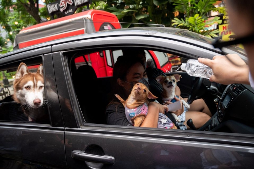 Pet weddings highlight animal blessing ceremony in the Philippines