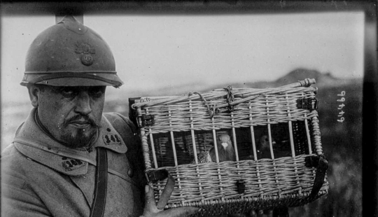 Pigeons in uniform: what role did birds play in the First World War and what does double-decker buses have to do with it