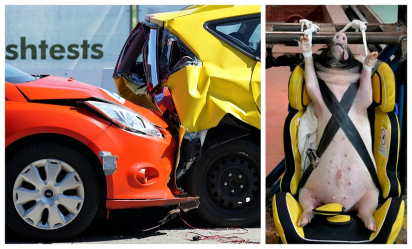 Pigs and dogs are used in crash tests in China