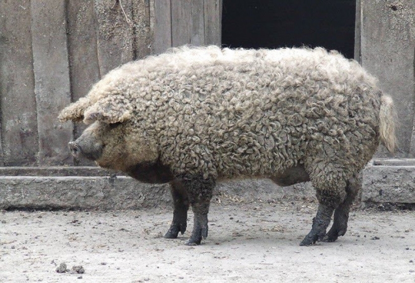 Pigs that look like sheep and act like dogs