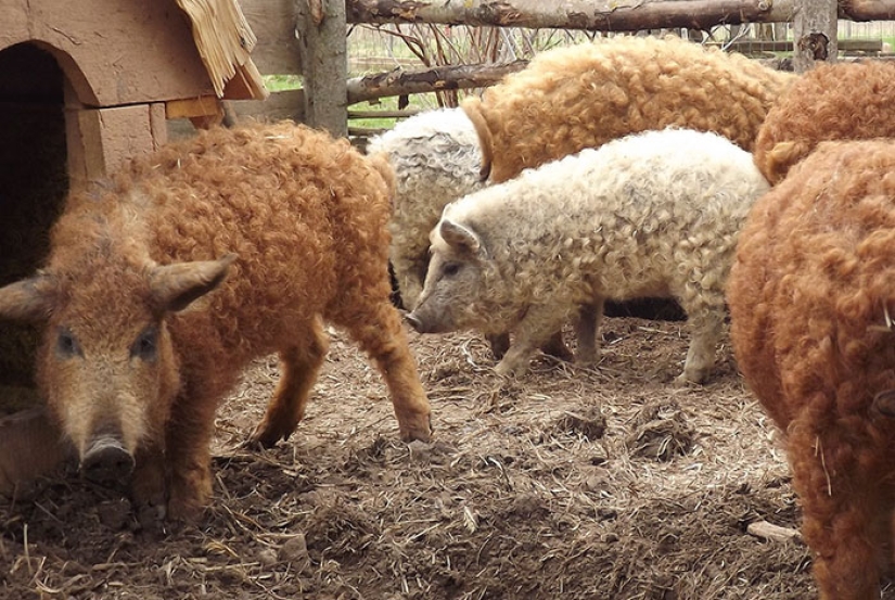 Pigs that look like sheep and act like dogs