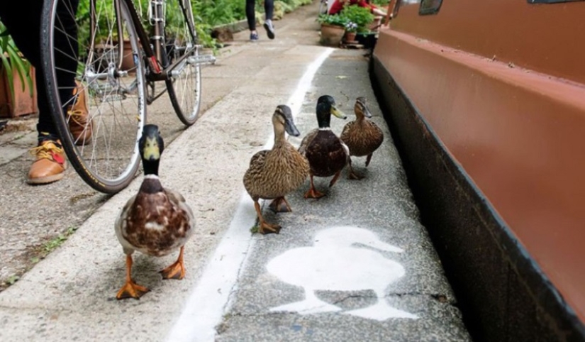 Pistas de patos en el Reino Unido: las aves se han convertido en usuarios de la carretera de pleno derecho