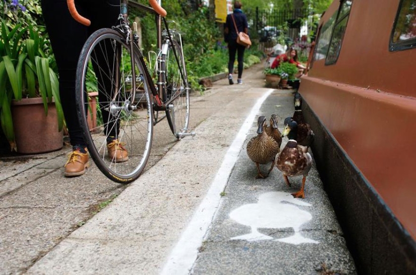 Pistas de patos en el Reino Unido: las aves se han convertido en usuarios de la carretera de pleno derecho