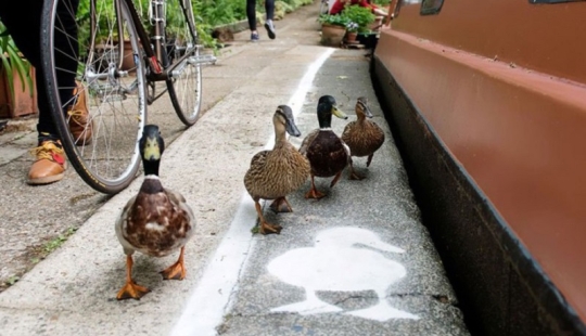 Pistas de patos en el Reino Unido: las aves se han convertido en usuarios de la carretera de pleno derecho Pistas de patos en el Reino Unido: las aves se han convertido en usuarios de la carretera de pleno derecho