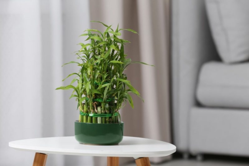Plantas Feng Shui. 10 plantas que sacan las malas energías de tu hogar