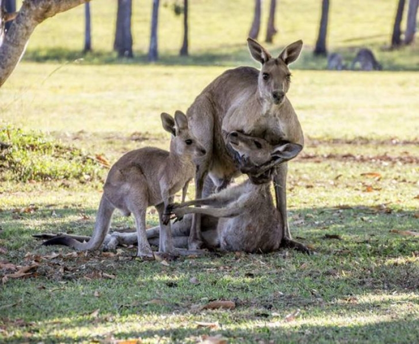 Please don't die, Mom! Heartbreaking scene with the kangaroo family