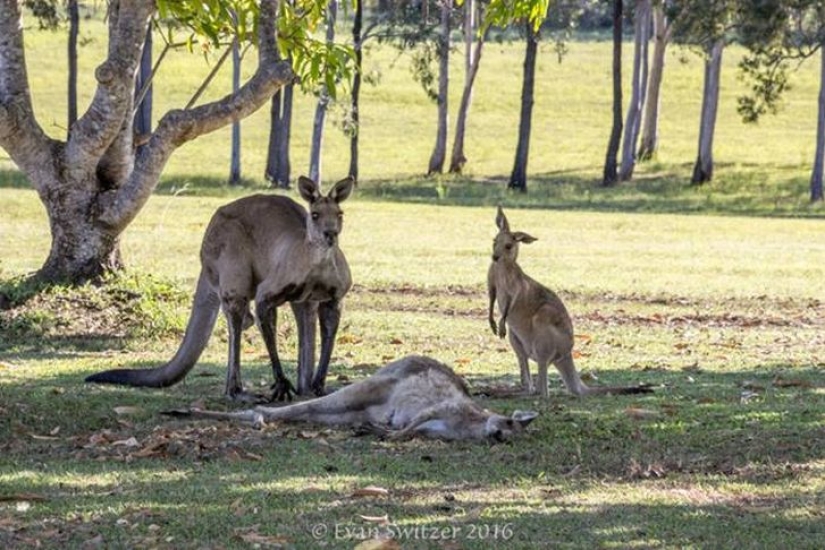 Please don't die, Mom! Heartbreaking scene with the kangaroo family