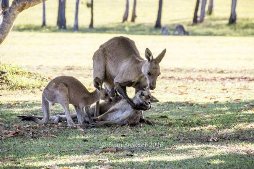 Please don't die, Mom! Heartbreaking scene with the kangaroo family