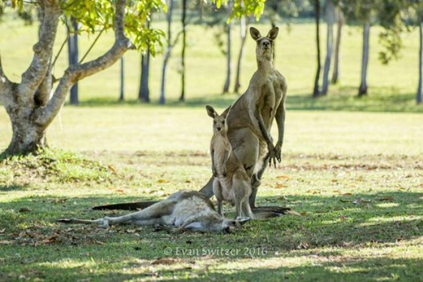 Please don't die, Mom! Heartbreaking scene with the kangaroo family