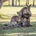 Please don't die, Mom! Heartbreaking scene with the kangaroo family