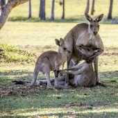 ¡Por favor, no mueras, mamá! Escena desgarradora con la familia canguro