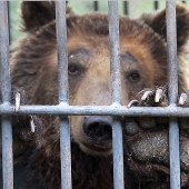 Por lo que el oso Katerina está cumpliendo una cadena perpetua en una colonia kazaja
