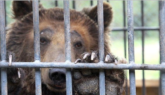 Por lo que el oso Katerina está cumpliendo una cadena perpetua en una colonia kazaja