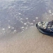 ¿Por qué en la playa en Canadá a encontrar zapatillas de deporte con cortó los pies
