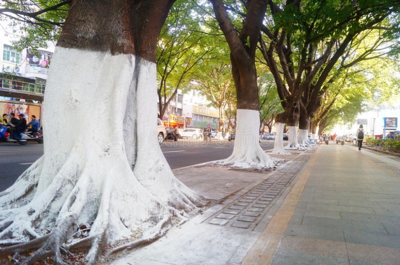 ¿Por qué la gente pinta los troncos de los árboles de blanco?