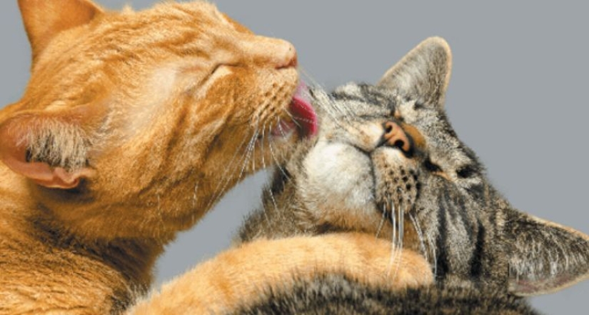 Por qué los gatos lamen la cara de las personas
