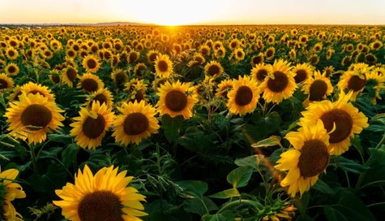 ¿Por qué nadie les pregunta a los hombres cuáles son sus flores favoritas?