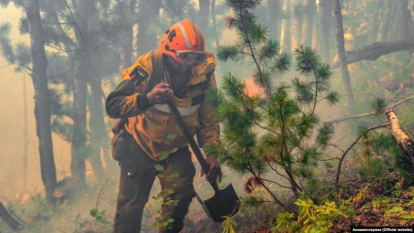 ¿Por qué se queman los bosques? Los expertos nombraron la razón del deterioro de la situación de los incendios en el planeta