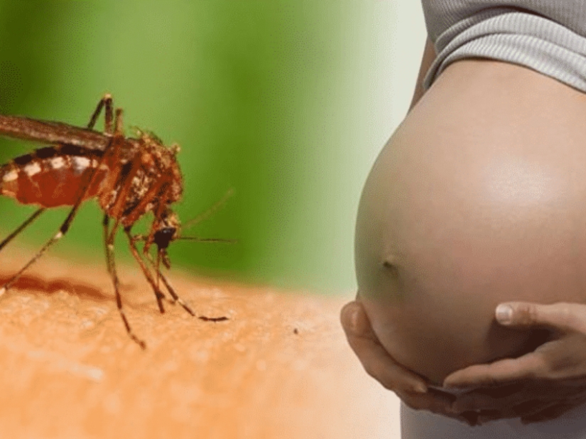 ¿Por qué te eligen los mosquitos? 10 factores de selección de víctimas