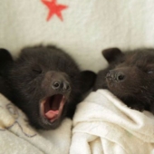 Por qué ya no tenemos miedo de los murciélagos